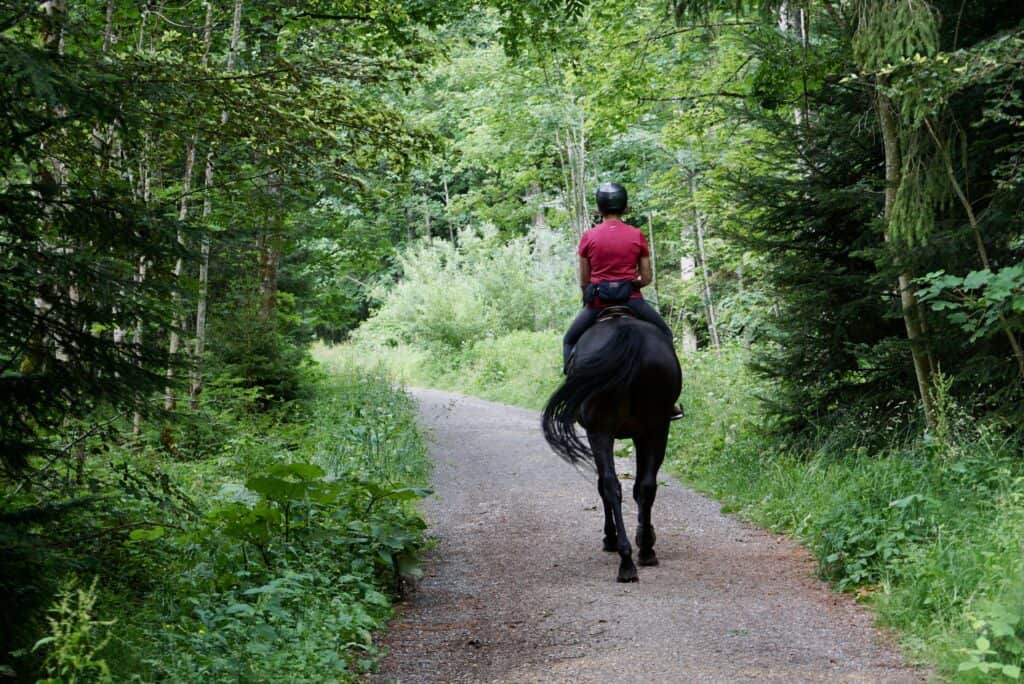 Someone riding a horse down through a wooded area