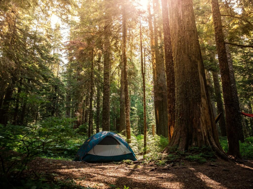 A solo tent in a forest. Solo camping for beginners. Photo by Elijah Austin on Unsplash