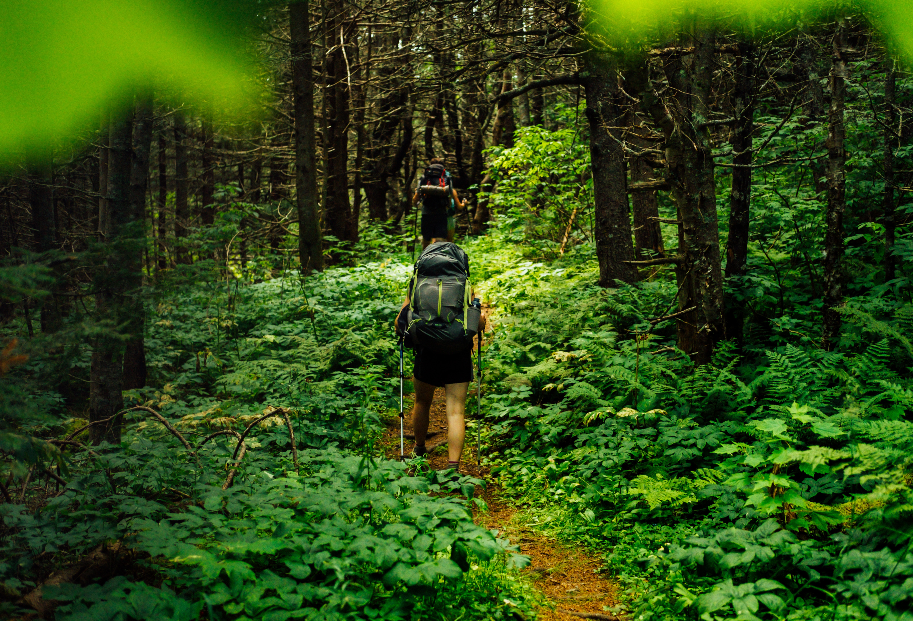 Hikers walking through a forest using walking poles. Photo by Tim Foster on Unsplash