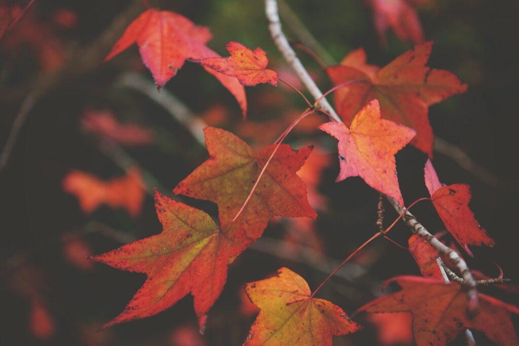 Autumn Leaves. Photo by Natalia Fogarty on Unsplash