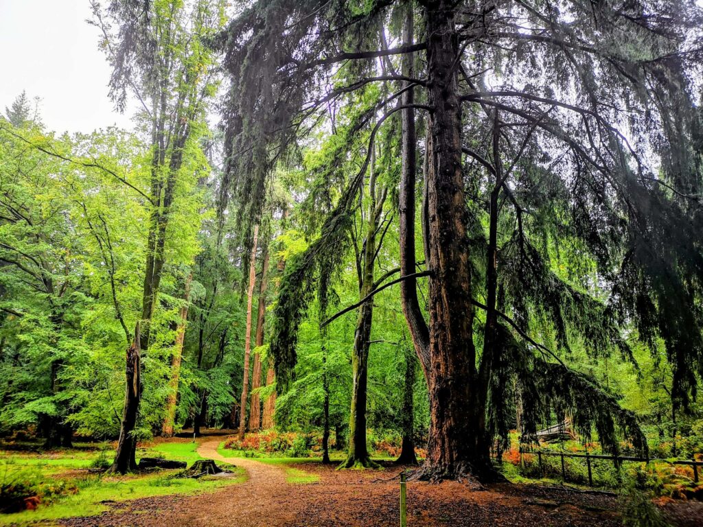 Walking near Knightwood Oak in the New Forest. Autumn camping destinations in the UK. Source: Rebecca Campbell Ltd