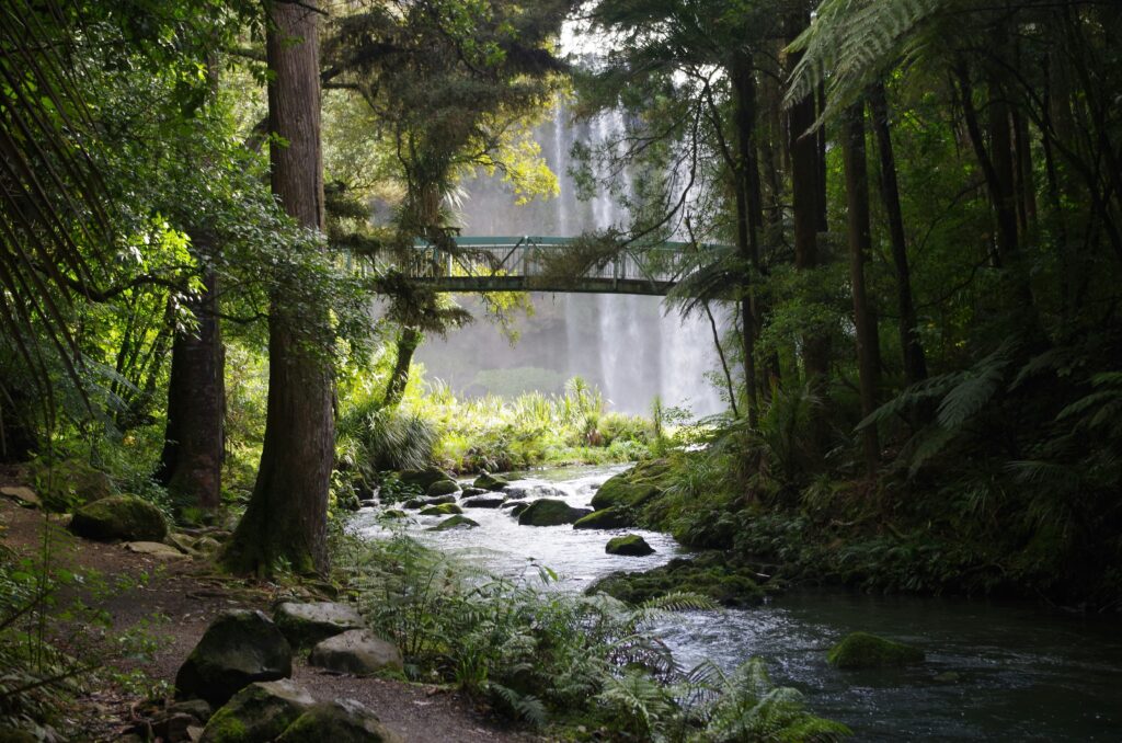 A river in a forest. Photo by Davide Dalfovo on Unsplash