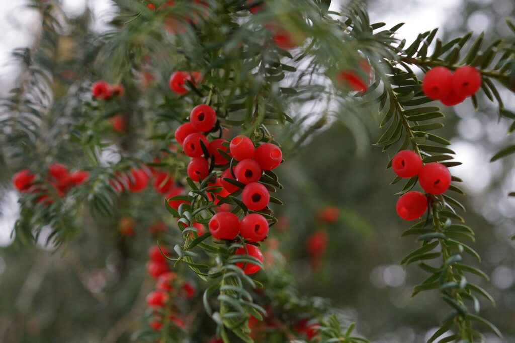 Yew Berries. Photo by Marina Baranova on Unsplash