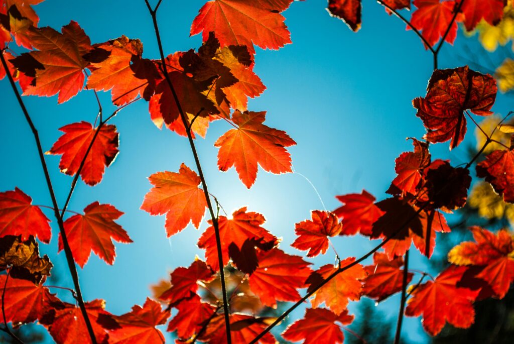 Red autumn leaves. Photo by Justin Cron on Unsplash