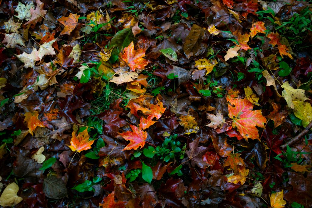 Wet autumn leaves. Photo by Clark Wilson on Unsplash
