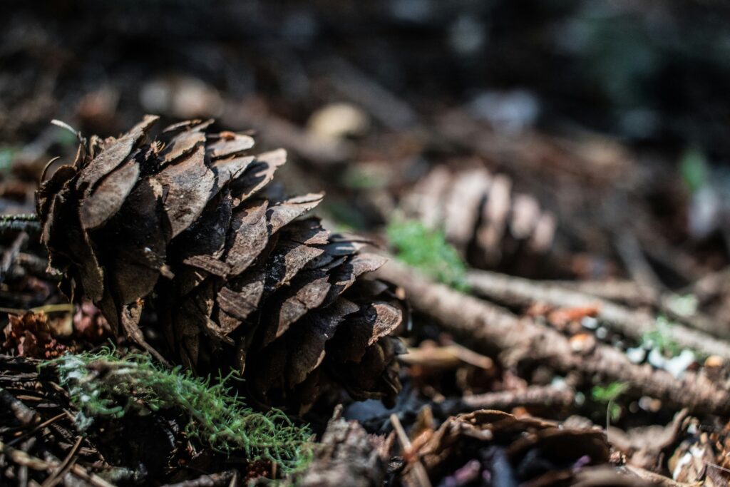 A pinecone on the forest floor. Photo by Freddie Collins on Unsplash