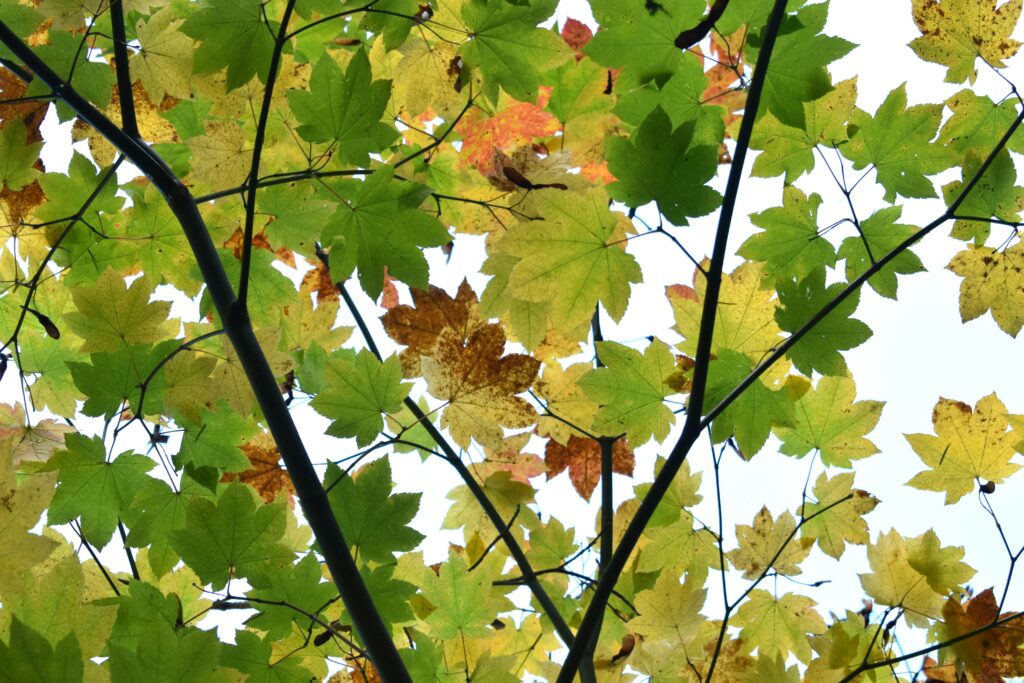 Autumn leaves turning from green to red to orange. Photo by fr0ggy5 on Unsplash