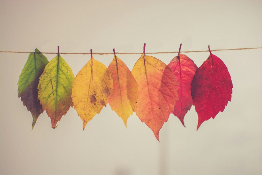 Different coloured autumn leaves. Photo by Chris Lawton on Unsplash