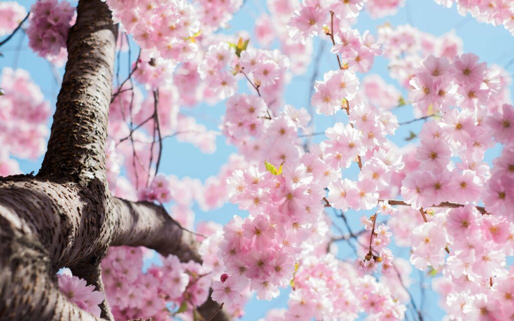 Springtime Blossom. Spring Camping with Kids. Photo by Arno Smit on Unsplash