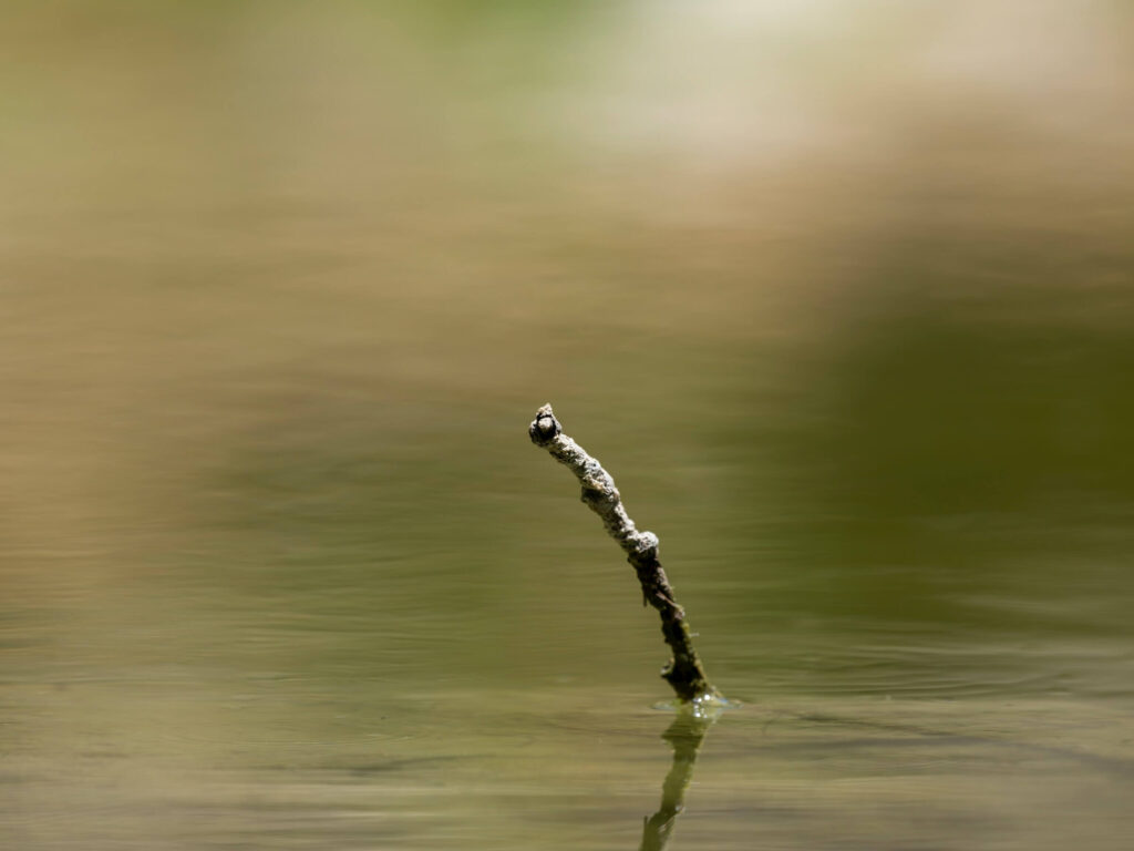 A single stick in water. Pooh sticks game. Photo by engin akyurt on Unsplash